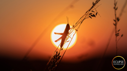 Silhouette of a Grasshopper perched on a blade of grass in front of the round glowing Sun at sunset.