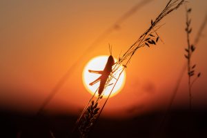 Silhouette of a Grasshopper perched on a blade of grass in front of the round glowing Sun at sunset.