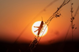 Silhouette of Grasshopper on orange sunset disk background.