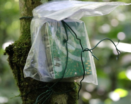 AudioMoth outside in a plastic bag attached to a tree with zip ties