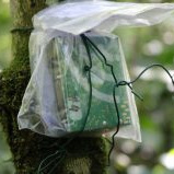 AudioMoth outside in a plastic bag attached to a tree with zip ties