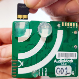 Very Small Micro-SD card being removed from the side of the AudioMoth where a square bump dot is located