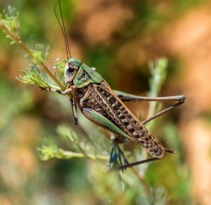 cloe up of a bush crickets perched on a blade of grass