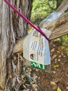 Small square AudioMoth recording device inside a sealed ziplock plastic bag attached to the branch of a tree by a plastic zip tie.