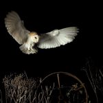 A barn owl flying at night