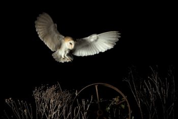 A barn owl flying at night