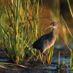 A tall, slender bird stands in shallow wetland mud surrounded by upright, narrow stalks of marsh grasses. The bird’s body is elongated, with a long neck, slightly hunched posture, and a sharp, pointed beak that curves slightly downward. Its legs are long and thin, adapted for wading. The bird’s feathers lie flat, giving it a smooth texture, and its body leans forward as if alert. The surrounding plants feel like firm, smooth reeds rising vertically, and the ground beneath appears soft and uneven, with patches of wet mud and small pools of water.