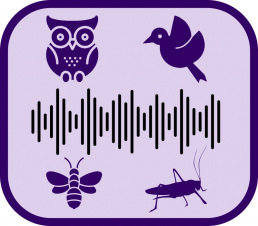 sound waves, owl, bird, bee, and cricket outlines
