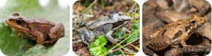 Three small frogs shown side-by-side: a reddish-brown frog on a green leaf, a gray frog with a dark stripe sitting among plants, and a tan frog with darker markings on a piece of bark.