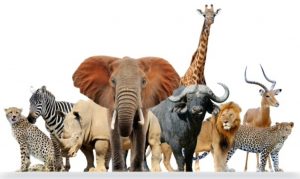 A group of African animals standing together, including a cheetah, zebra, rhinoceros, elephant, buffalo, giraffe, lion, leopard, and antelope, all shown against a plain white background.